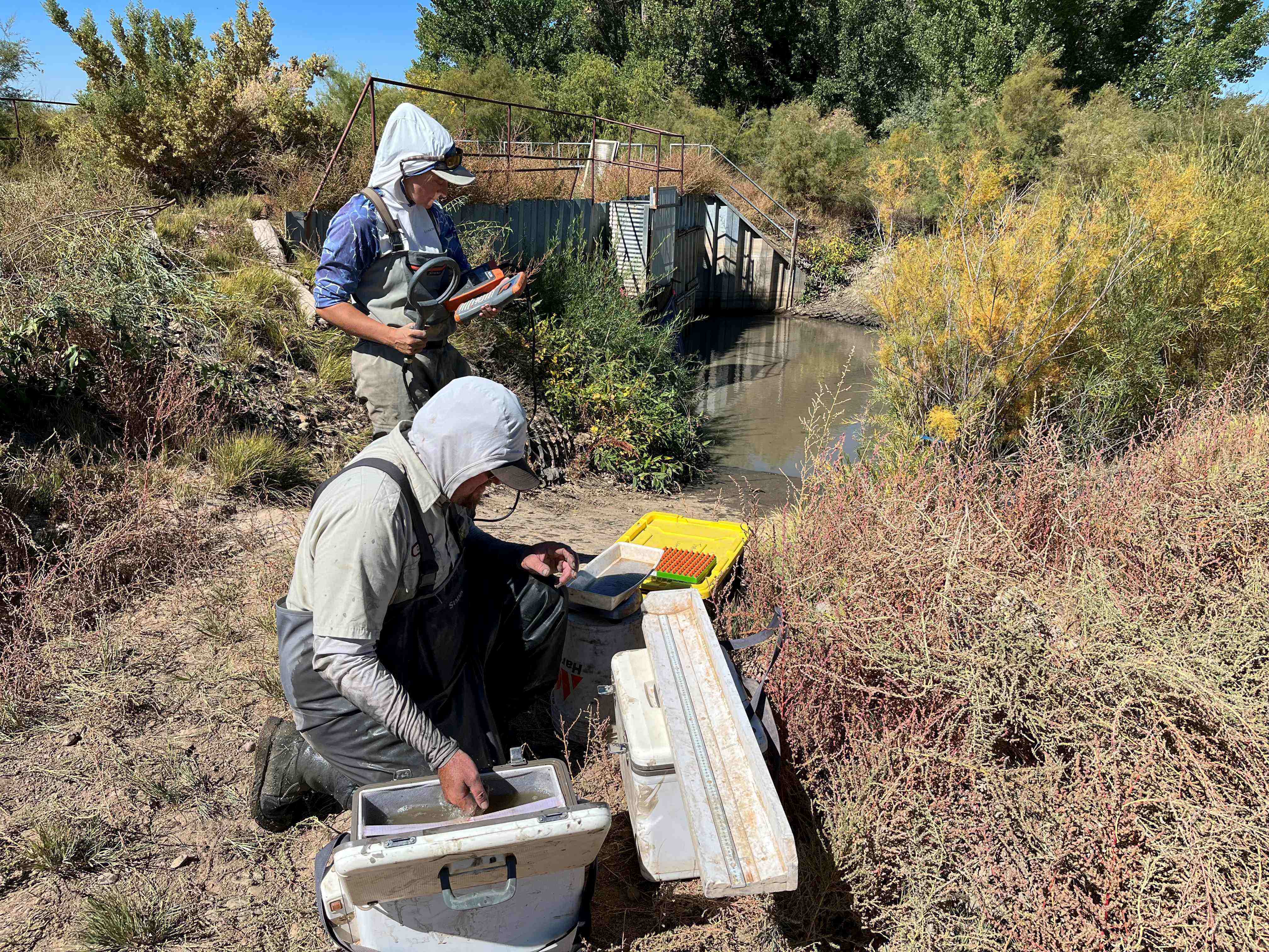 "Biologists weighing, measuring and tagging endanged fish pulled from the decades-old Old Charley water control structure, Ouray National Wildlife Refuge, Utah." - Reclamation photo by David Speas. 